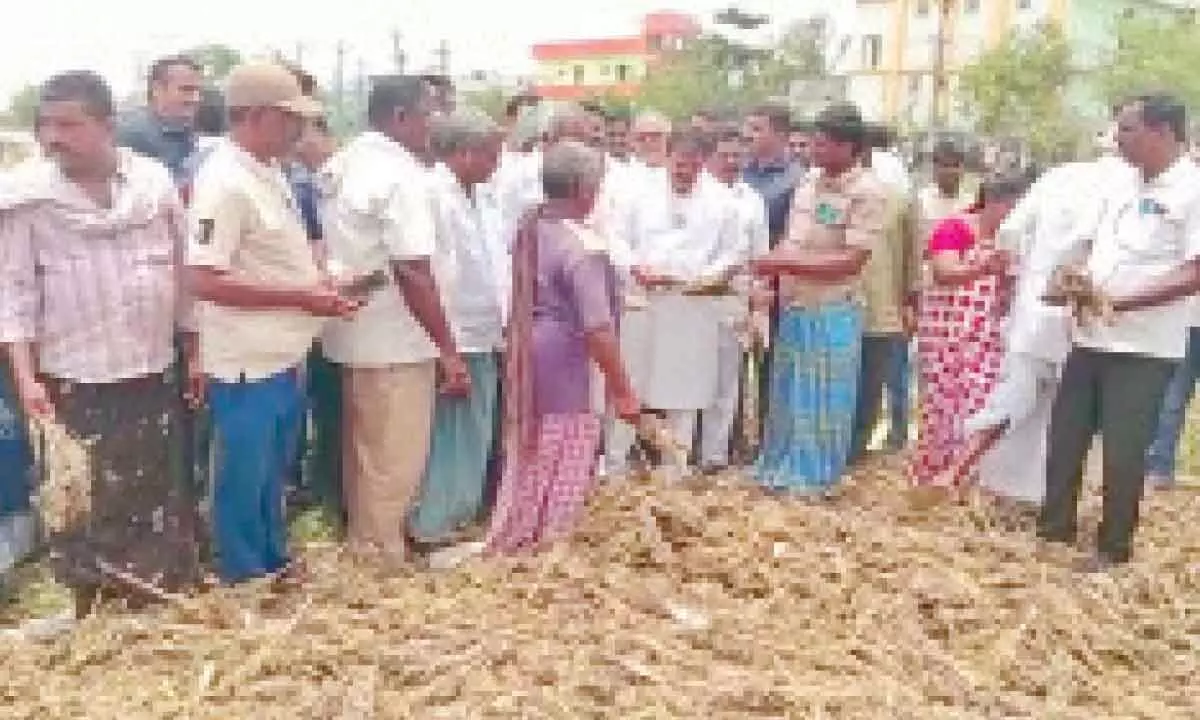 Guntur: Extend helping hand to rain-hit farmers says Jana Sena Party Chairman Nadendla Manohar