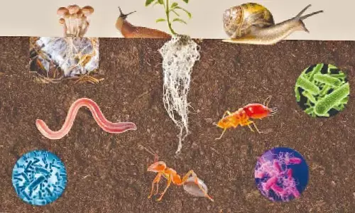 Soil is the foundation of our planets ecosystems