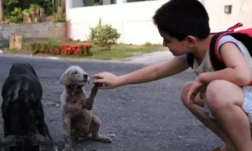 Students take tuitions, save money to give stray dogs home
