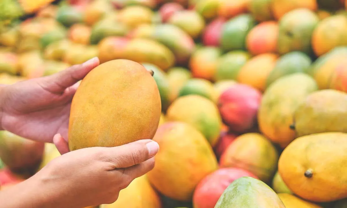 Indias mango export value rises 19% in April-August period of current fiscal