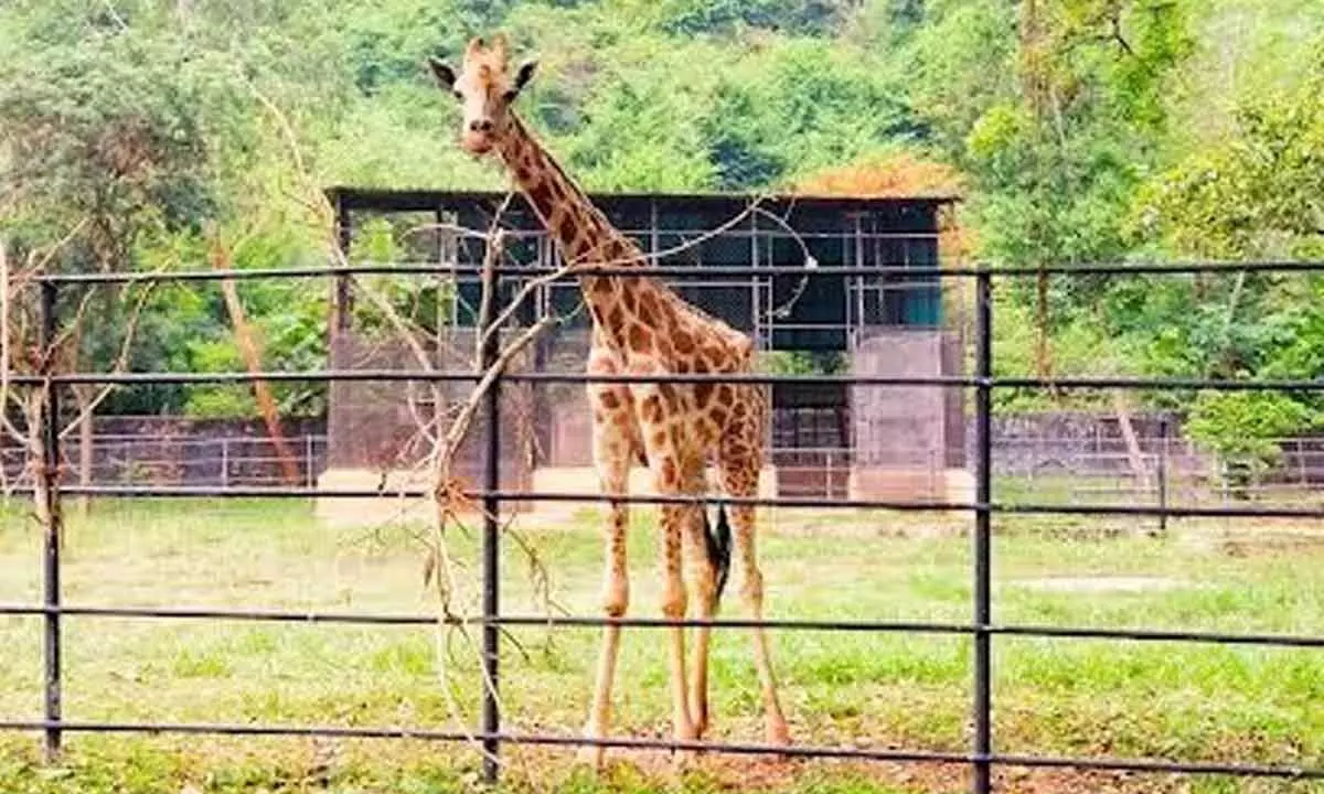 File photo of giraffe May at IGZP in Visakhapatnam