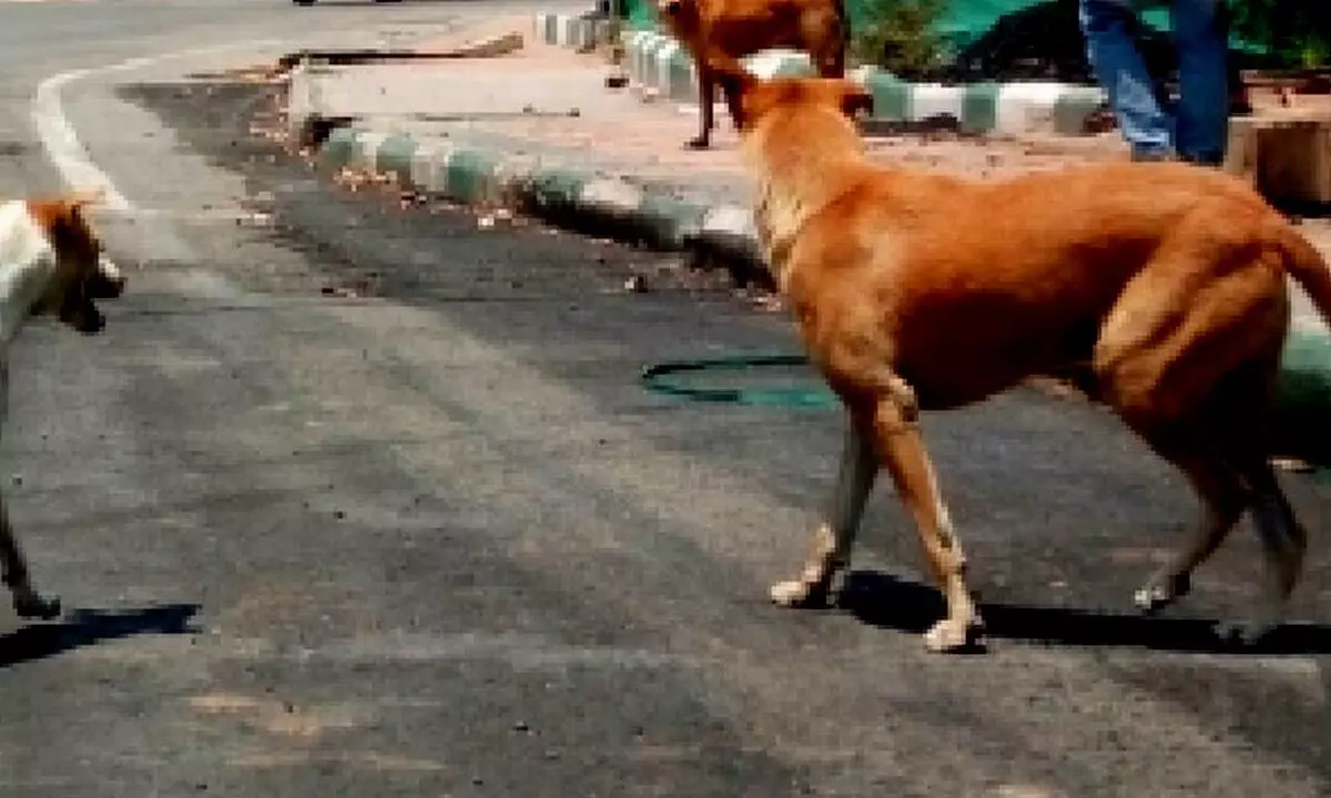 Telangana: Stray dogs maul to death another child in Kazipet