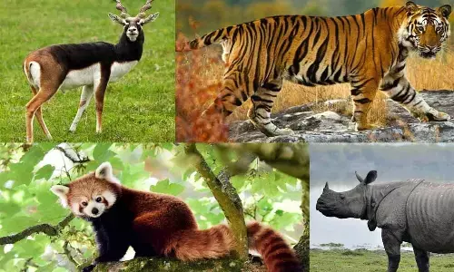 Indian Government is taking varied measures, to ensure to increase the number of these endangered species.