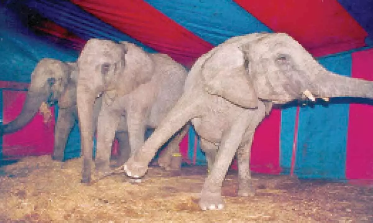 Bengaluru: FIR registered against Jumbo Circus on complaint by PETA India