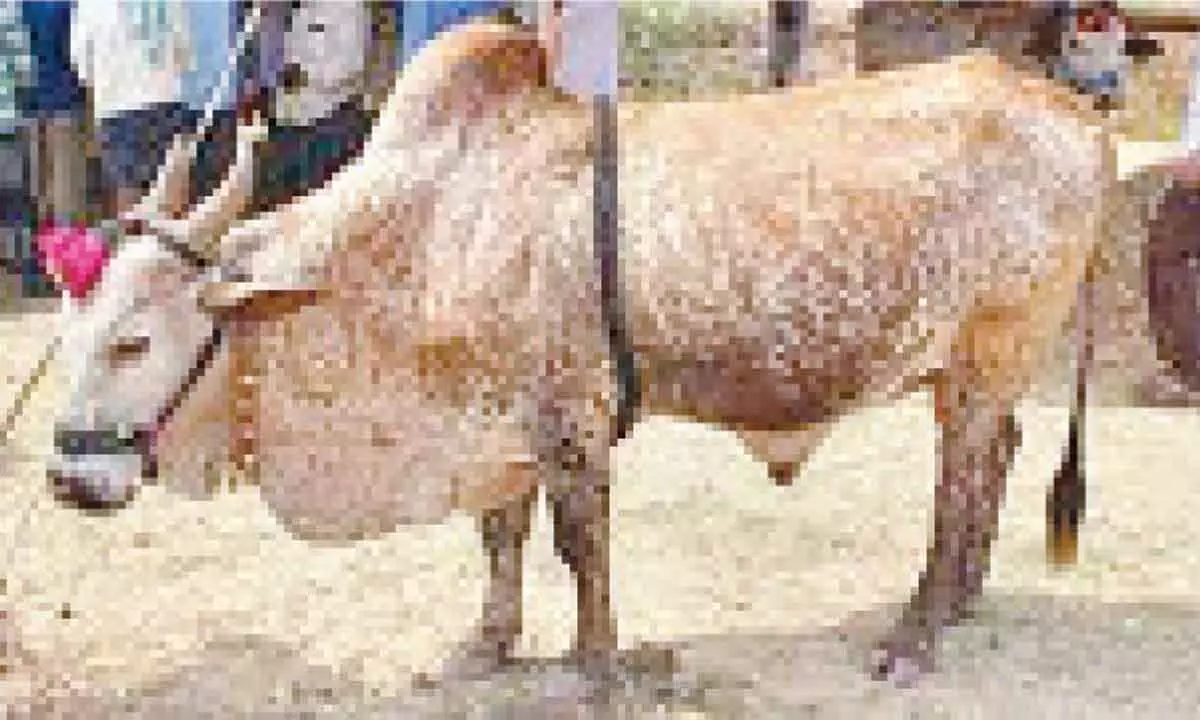 Hyderabad: Clamour grows to protect endangered indigenous breeds