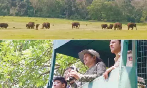 Mysuru: Three-day wild elephant census in seven states concludes