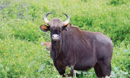 Thiruvananthapuram: Kerala Oppn leader says Catholic bishops’ concern natural