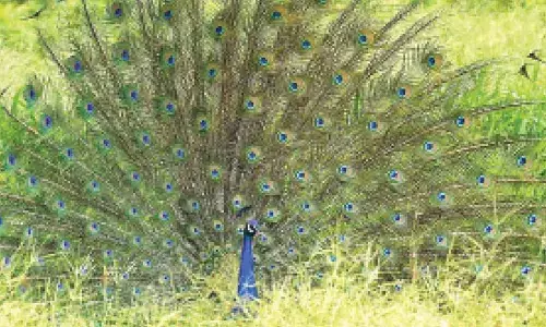 Hyderabad: Biodiversity Protection, Need of the Hour