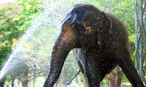 Tigers and elephants are getting showers in SV Zoo park in Tirupati Photos: Kalakata Radhakrishna