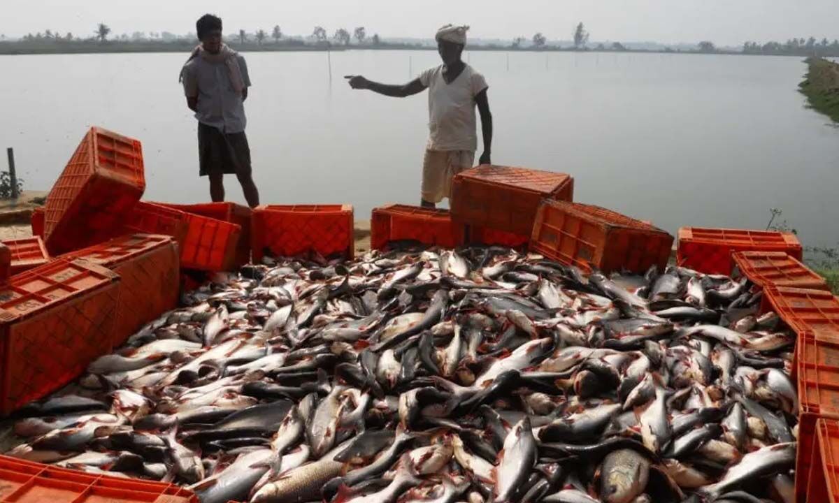 Marine fisheries go scientific in South, technology interface emerging