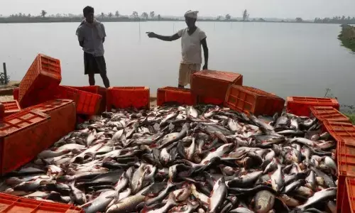 Marine fisheries go scientific in South, technology interface emerging