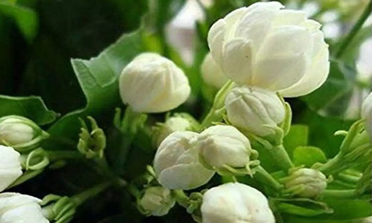 Jasmine is known as Queen of fragrance.