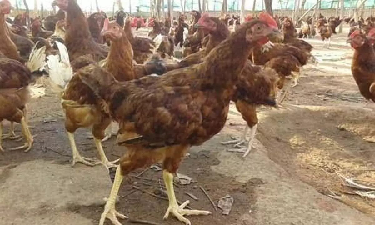 Ramya’s backyard farm in rural  Kalyandurg in  Anantapur district