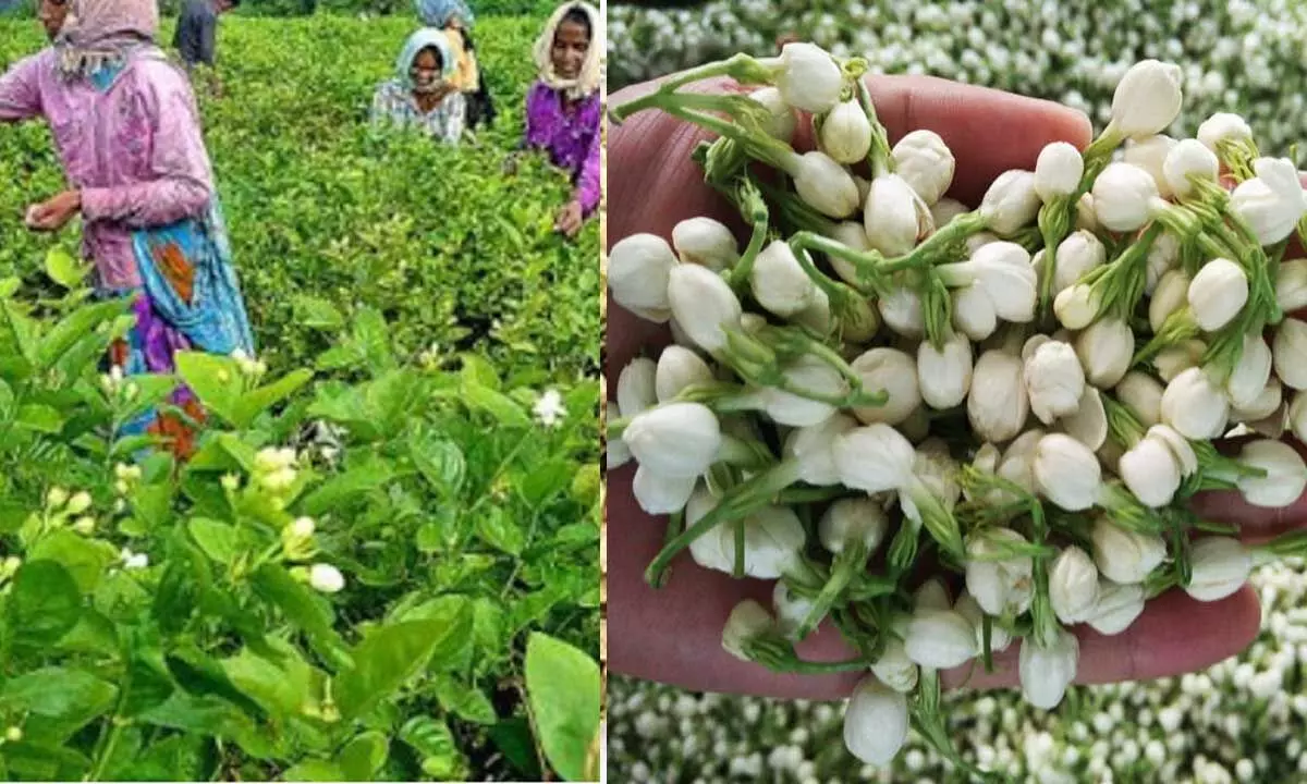 Jasmine farming business