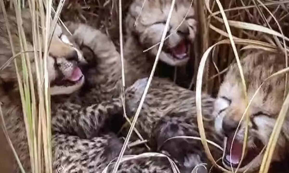 2 more cheetah cubs die at Kuno Park