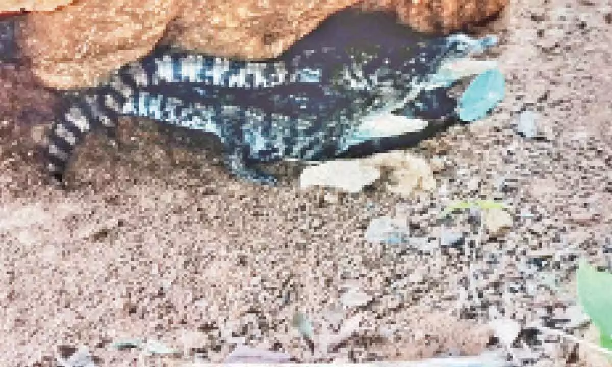Visakhapatnam: Mugger crocodile hatchlings, a new attraction at zoo