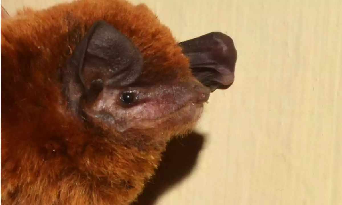 Hyderabad: Osmania University Zoologist identifies new species of bat