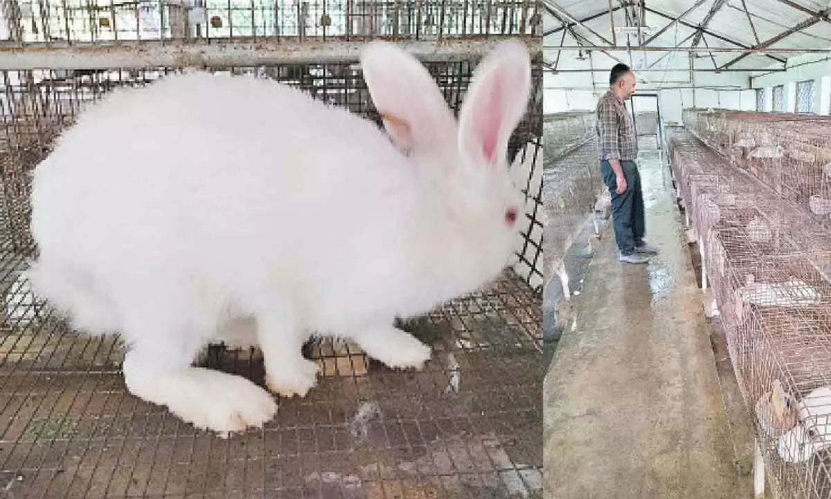 Rajendranagar: Rabbit production yields promising result at Veterinary institute