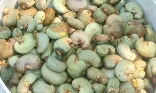 Raw cashew nuts