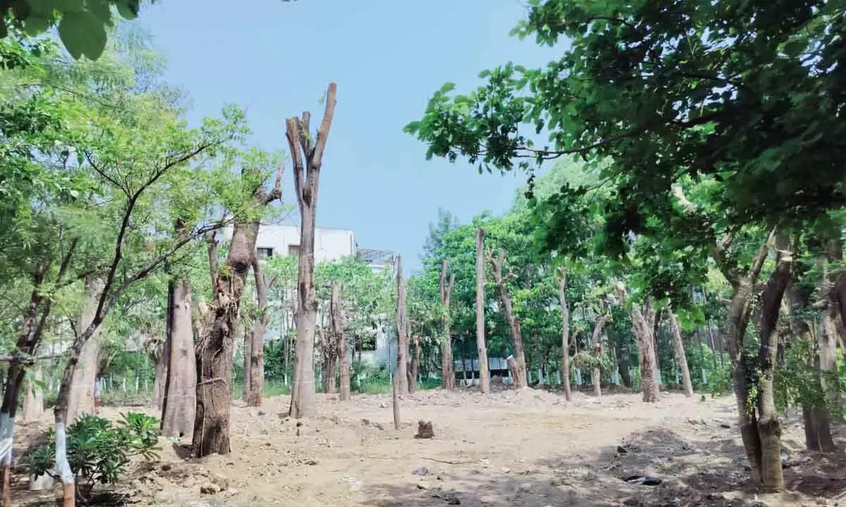 34 trees translocated to NIMS campus in Hyderabad