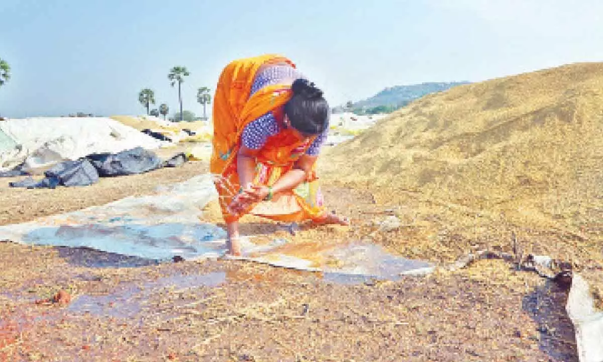Hyderabad: Paddy procured ahead of Telangana Formation Day