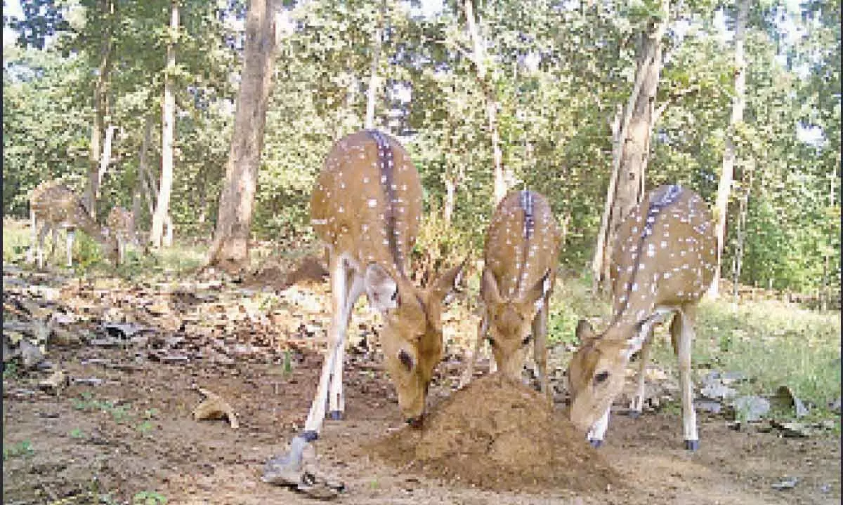 Hyderabad: Salt licks shortage takes toll on animals in forests