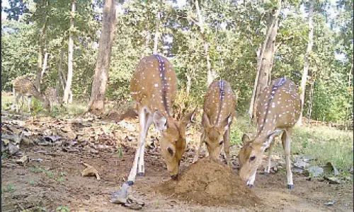 Hyderabad: Salt licks shortage takes toll on animals in forests