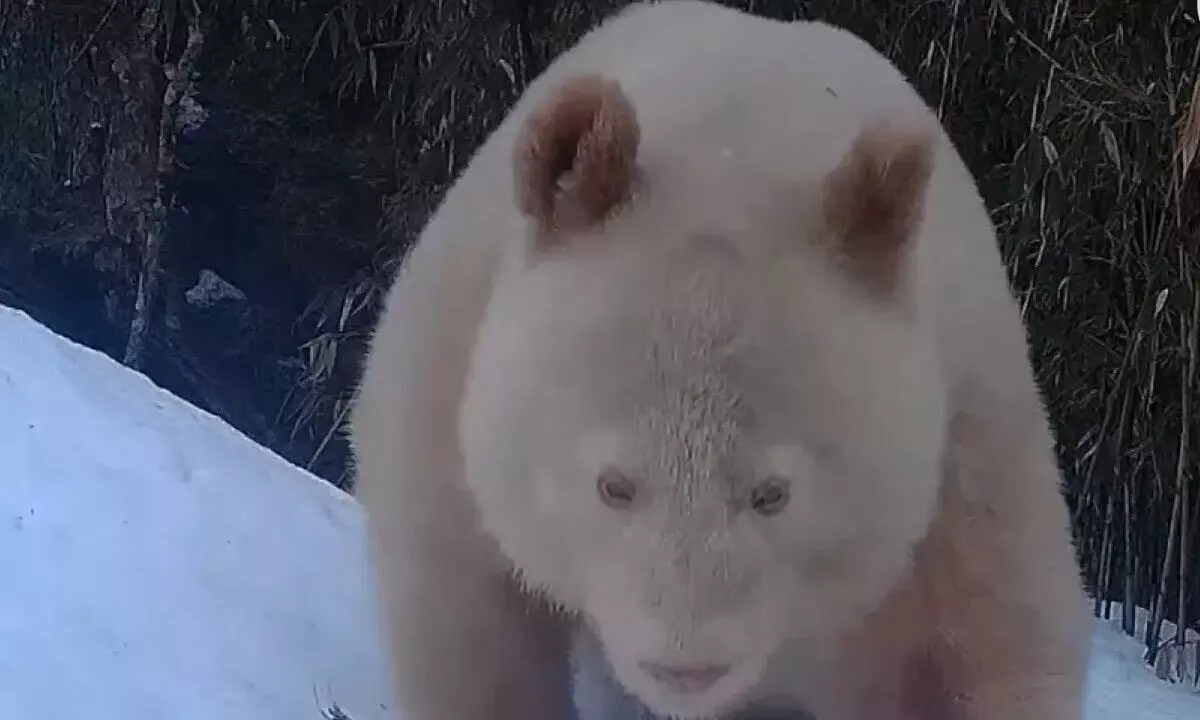 Rare Camera footage of Rare Albino Panda Captured in China
