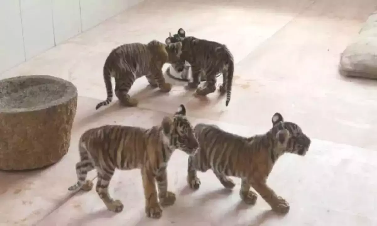 Tiger cub dies at Sri Venkateswara Zoological park in Tirupati