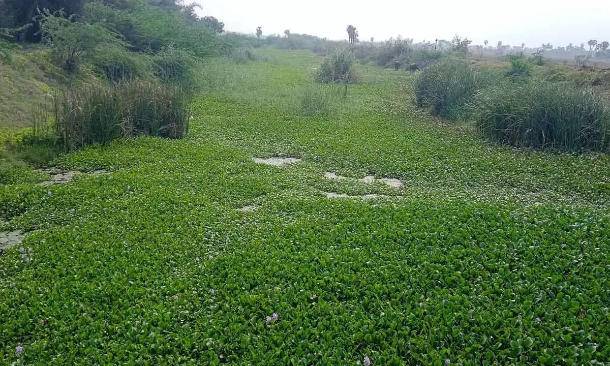 Vijayawada: Farmers suffer as canal system neglected in Krishna