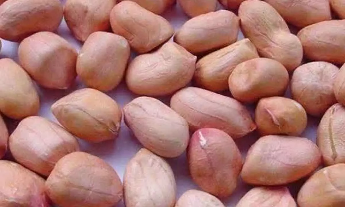 Anantapur: Demand for groundnut seed declines in Anantapur district