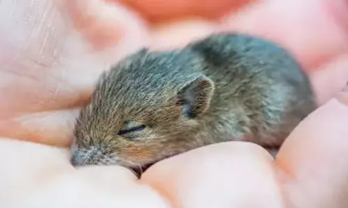 Representational image