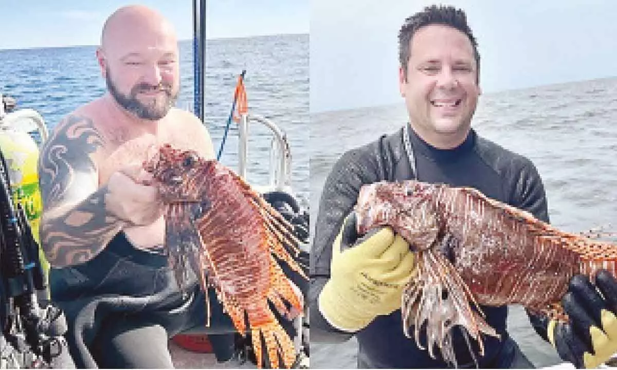 Invasive lionfish threaten, ecosystems