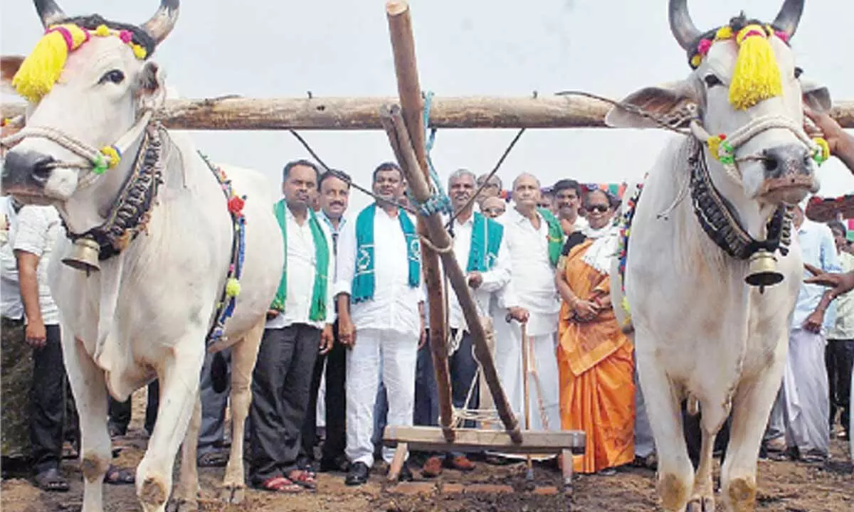 Former minister Vadde Sobhanadriswara Rao and farmers leaders ploughing the land as part of Eruvaka celebrations in Ongole on Sunday Photo: Ajay Gera