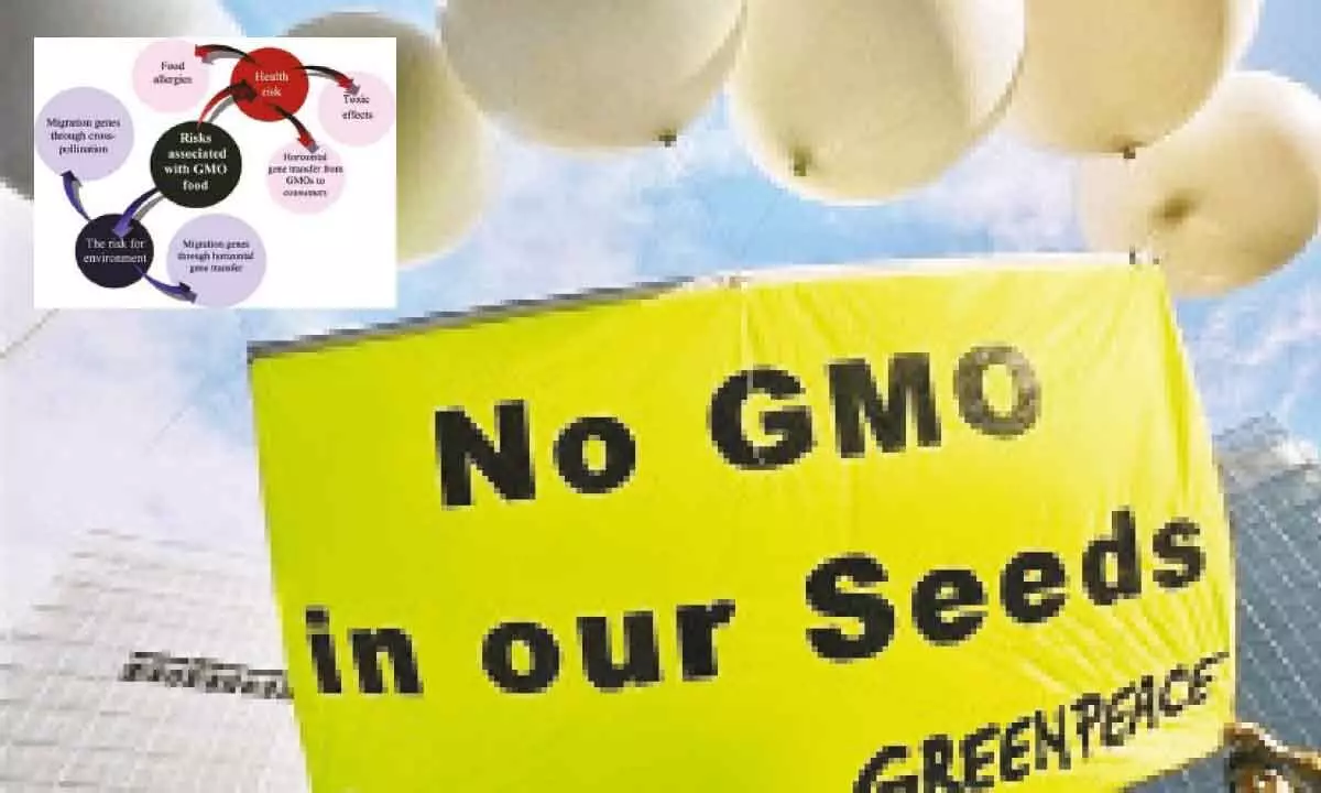 India blind to harms of GM crops