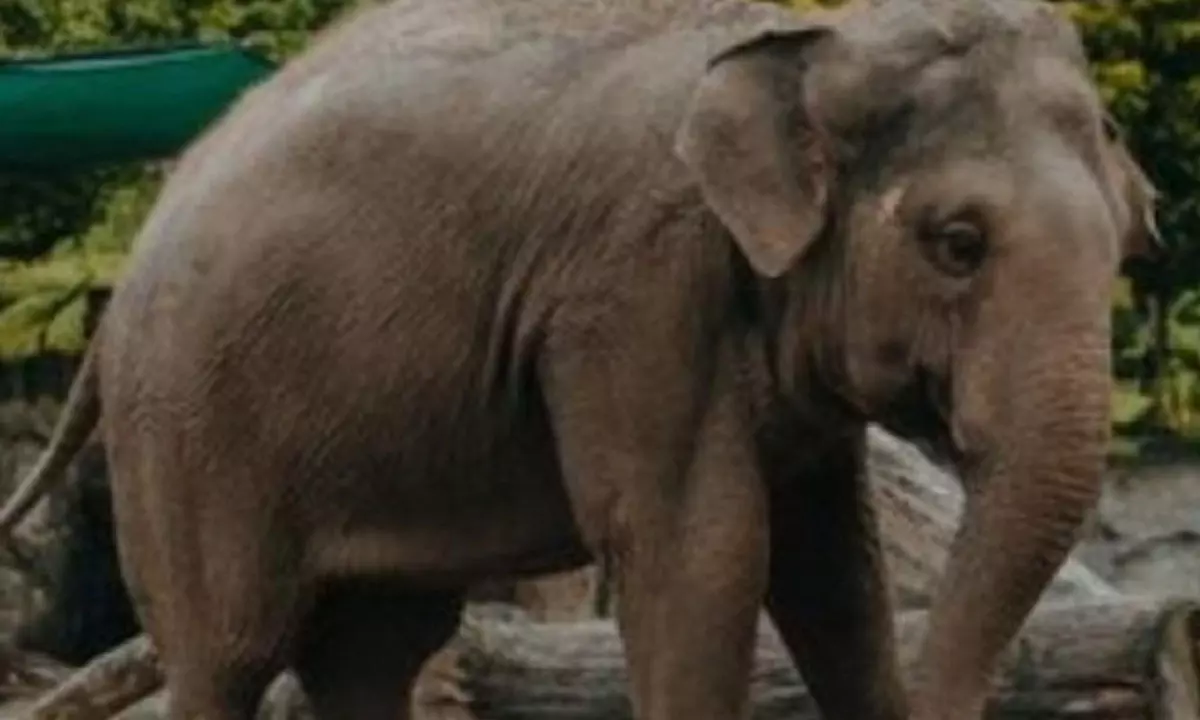 Tamil Nadu forest department captures rogue elephant Arikomban