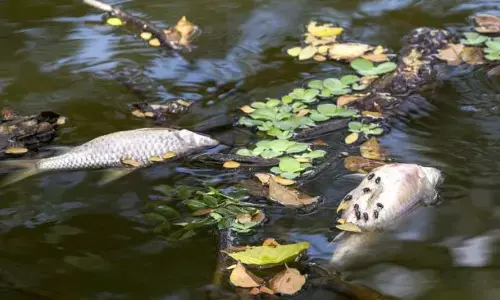 Local committee raises concern through protest