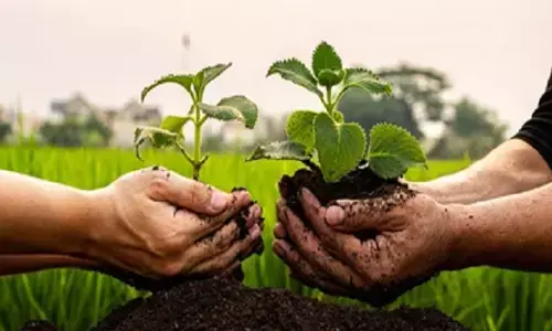 An inclusive tree distribution project Sudaya Foundation breaks the mould