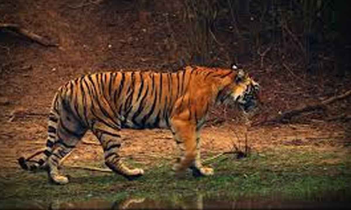 Mangaluru: Tigress dies