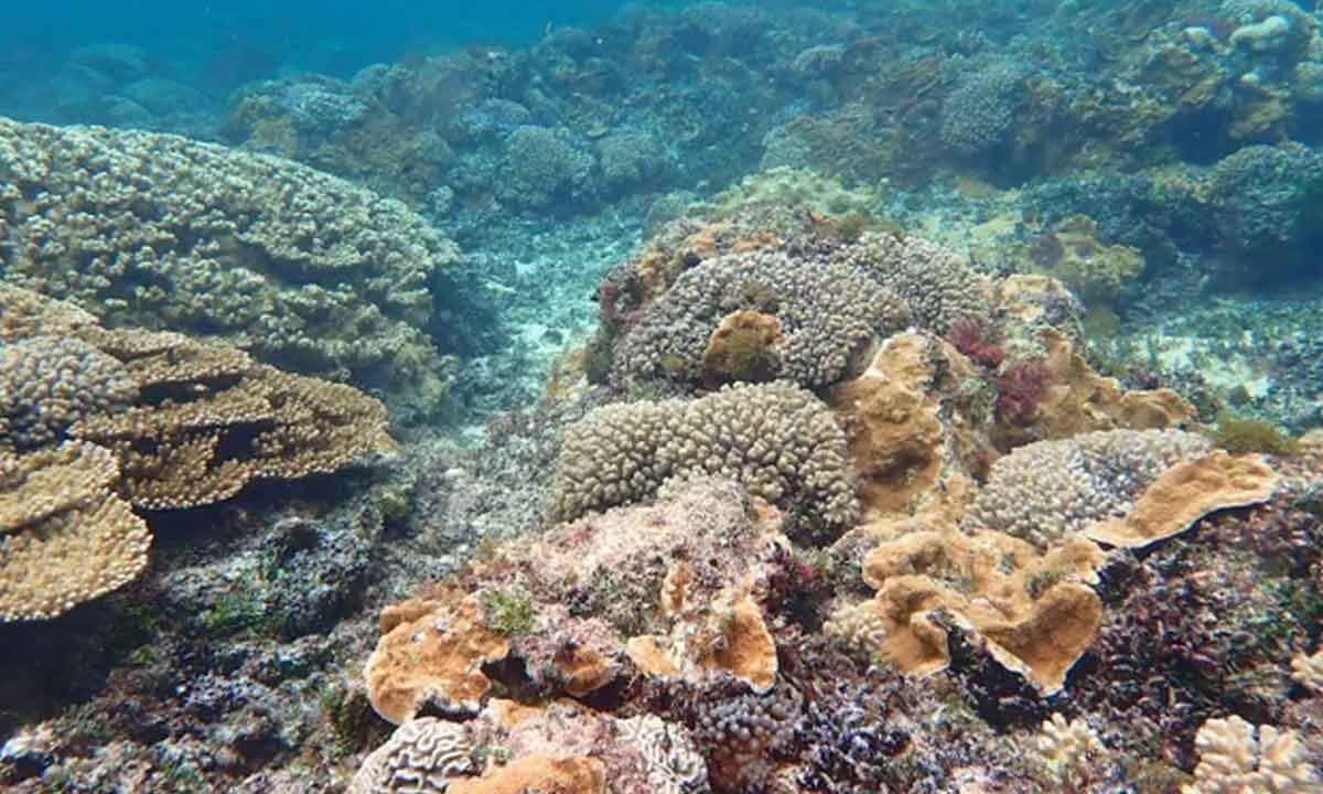 Climate change could cause disease to 76.8% of corals by 2100