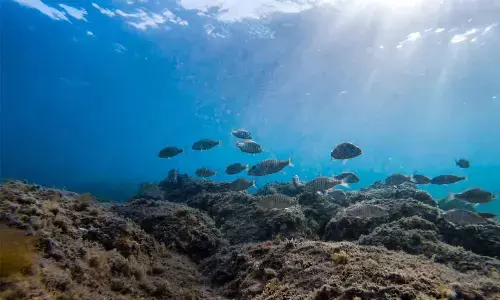 Israel launches 1st tourist marine nature reserve in Mediterranean