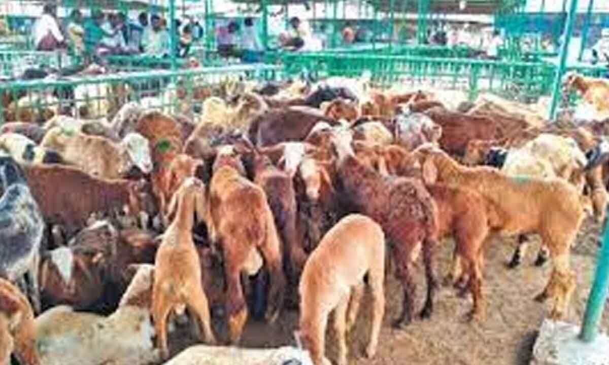 Sheep/ Goat Farming: Govt is Providing up to Rs.8 Lakh Subsidy to