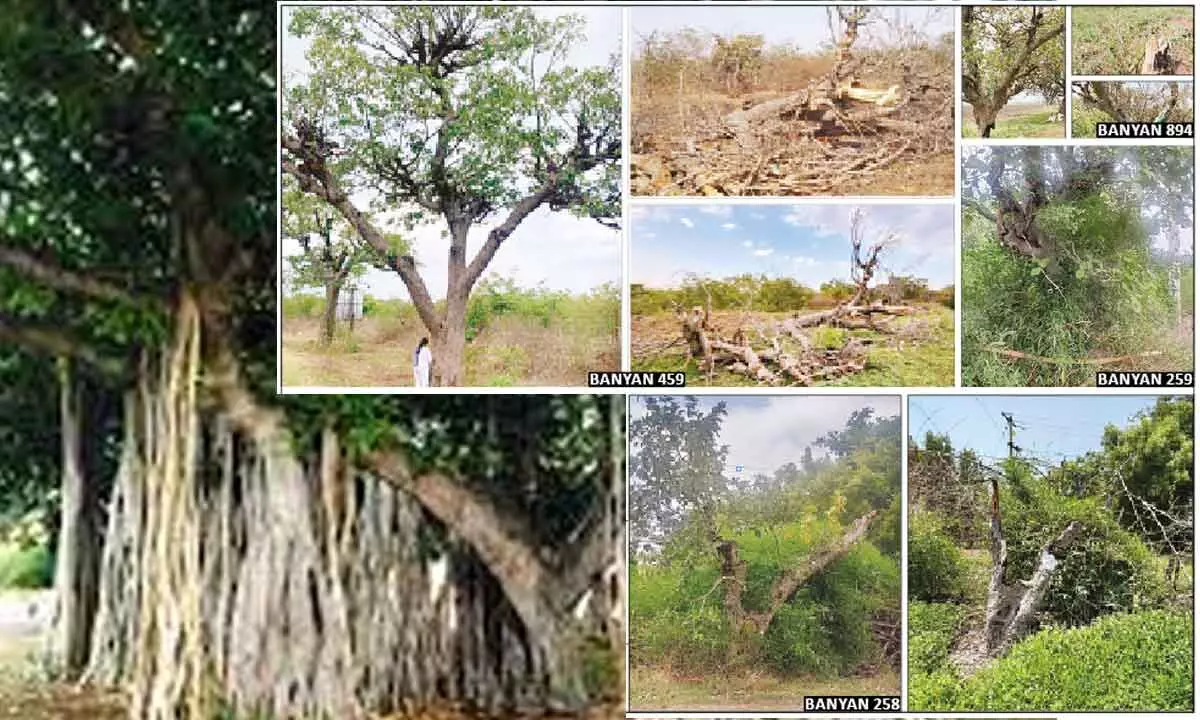 Chevella grand old Banyan trees on the brink of death