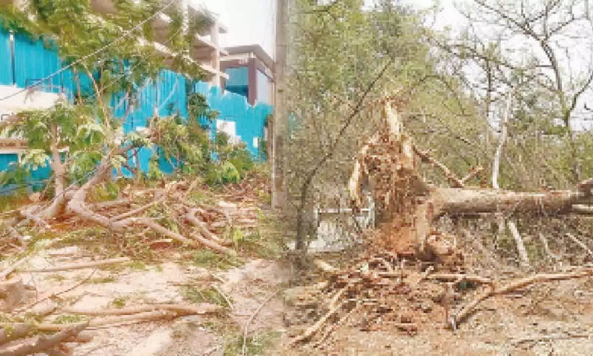 Hyderabad: Greens see red over unabated chopping of trees across city