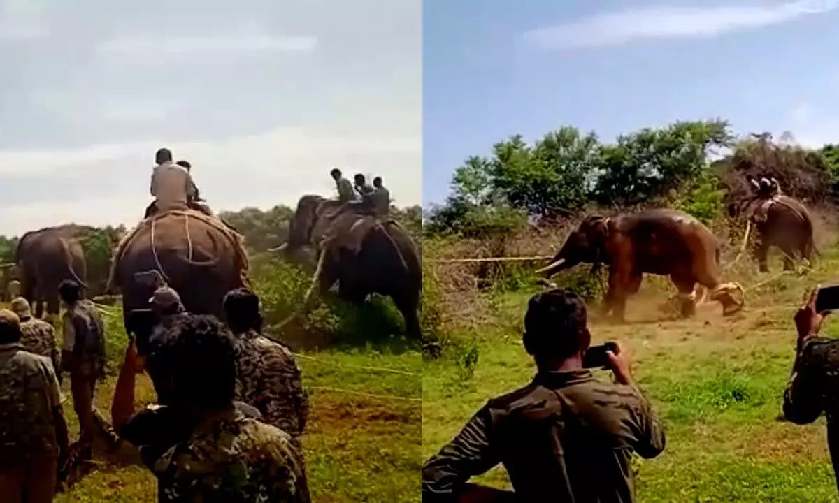Wild elephant captured successfully