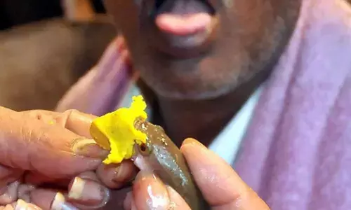 Hyderabad: Fish Prasadam to be distributed at Nampally Exhibition grounds tomorrow