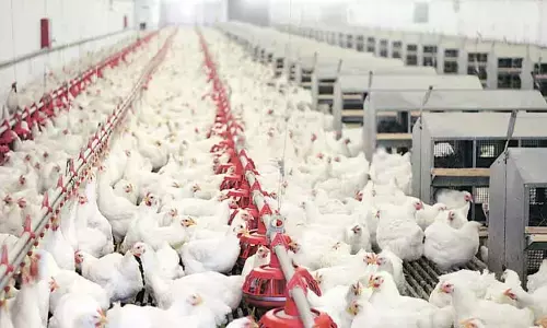 Poultry companies to log 5-6 pc revenue growth
