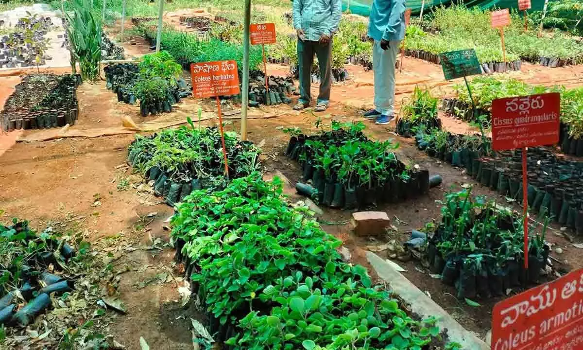 Medicinal and Aromatic plants research station wilts under neglect