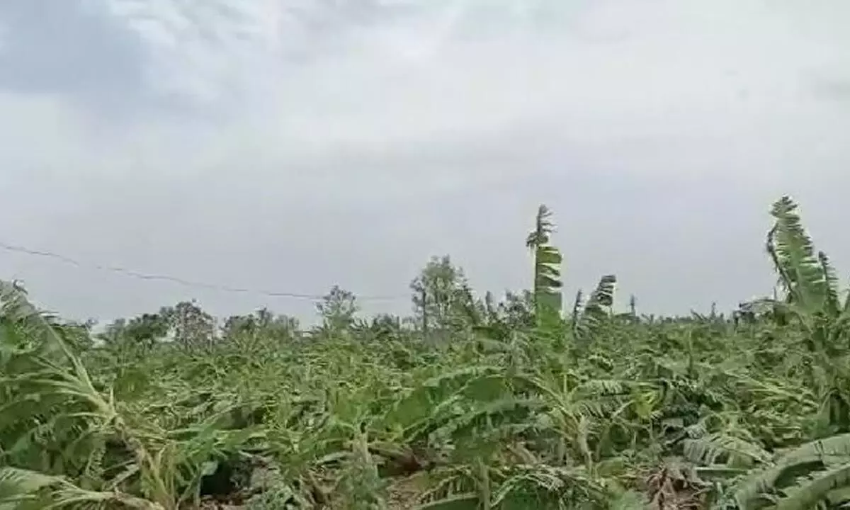 Banana crop damaged during recent untimely rains that lashed Mahanandi mandal