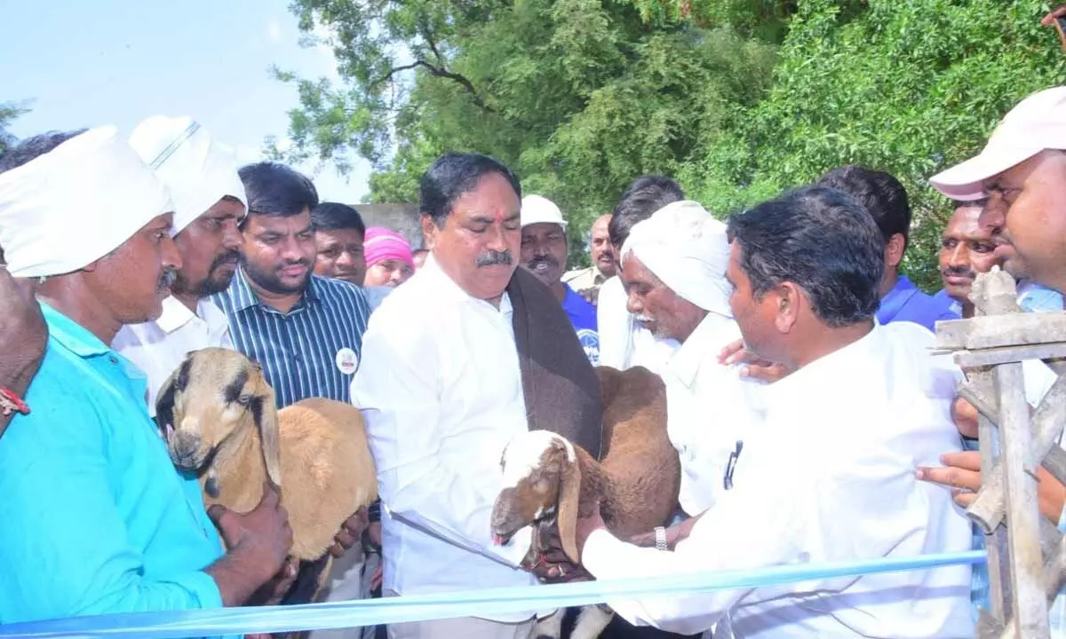 Minister for Panchayat Raj and Rural Development Errabelli Dayakar Rao distributing sheep to a Golla Kuruma beneficiary in Palakurthy constituency on Friday